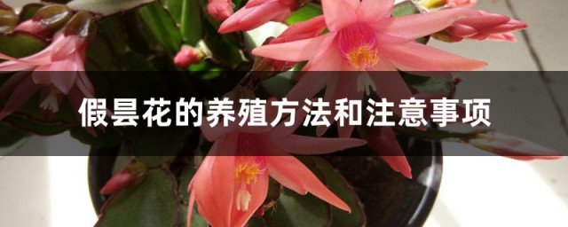 假昙花的养殖方法是什么 假昙花的养殖方法介绍