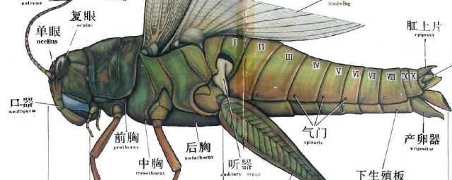 节肢动物的主要特征是什么 节肢动物的主要特征