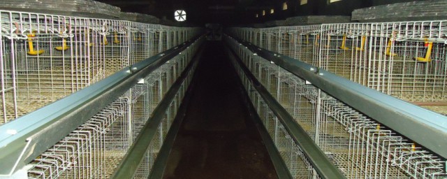 鸡舍消毒办法有哪些 有哪些消毒鸡舍方法