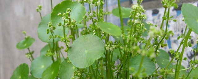 铜钱草开花如何办 铜钱草开花如何弄