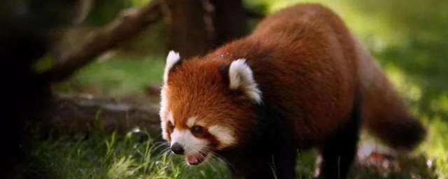 小熊猫是熊科还是猫科 小熊猫属于什么种类