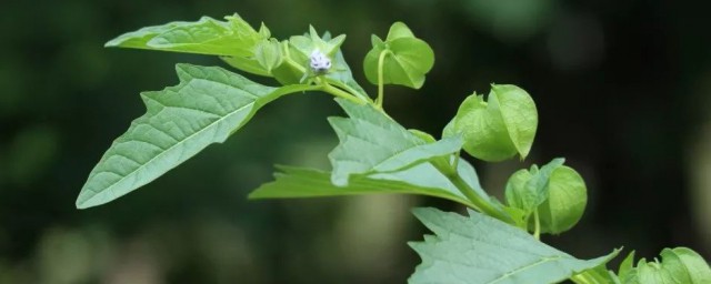 冰籽是什么植物 冰籽介绍