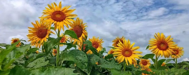 向日葵花代表什么意思 向日葵花代表的意思介绍