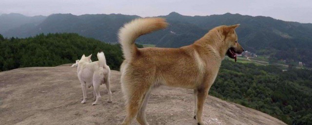 狗肉滚三滚神仙站不稳下一句是什么 狗肉滚三滚神仙站不稳介绍