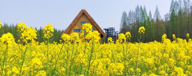 油菜花开了改为比喻句 关于油菜花开的比喻句