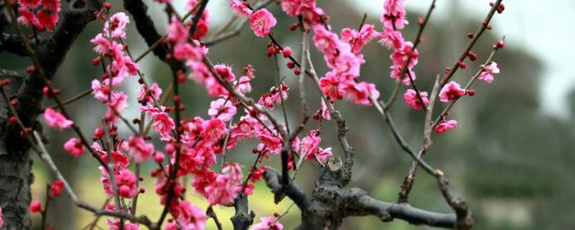 梅花其二这首诗如何写 梅花其二这首诗简介