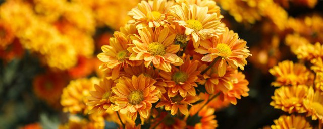 菊花茶里为什么会有虫子 菊花茶里长虫子是什么原因
