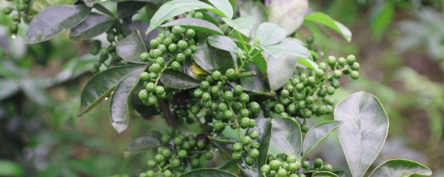 花椒藤椒麻椒的区别 花椒藤椒麻椒区别是什么