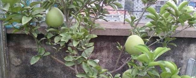 柚子怎么种植方法如下 柚子的种植方法