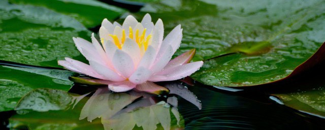 穿心莲种植方法有几种 穿心莲种植方法有多少