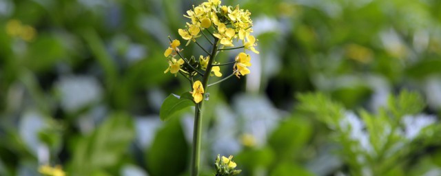 油菜花为什么叫油菜花 叫油菜花的原因