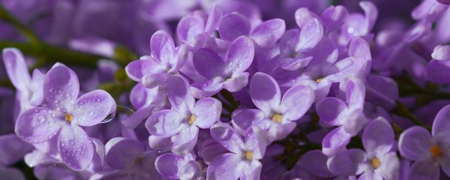 丁香花什么时候开 丁香花的介绍