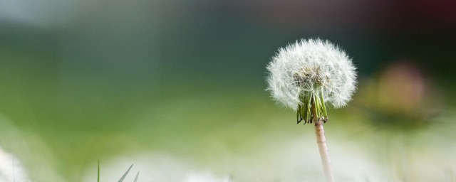 蒲公英的别名两个字 蒲公英的介绍