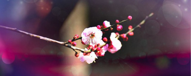 来日绮窗前寒梅著花未的意思 来日绮窗前寒梅著花未意思简介