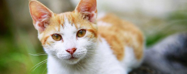 带猫咪接种疫苗后有哪些注意事项 带猫咪接种疫苗后的注意事项