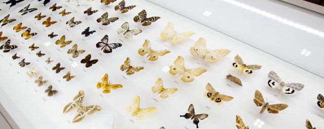 butterflies是什么意思 butterflies的意思