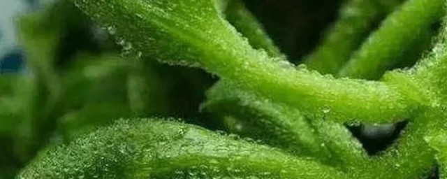 冰草什么人群不能食用 冰草哪些人群不能食用