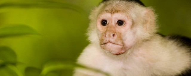 monkey是什么意思 monkey解释