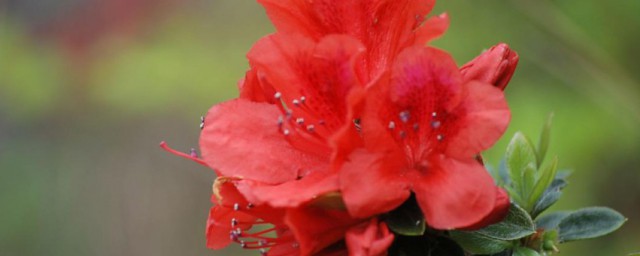 野杜鹃花什么时候开花 野杜鹃花花期是什么时候