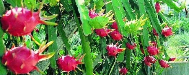 火龙果一般什么时候上市 火龙果是什么季节成熟