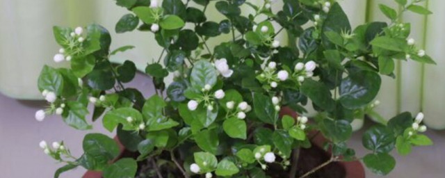 茉莉花开花时间是什么时候 茉莉花开花时间简介
