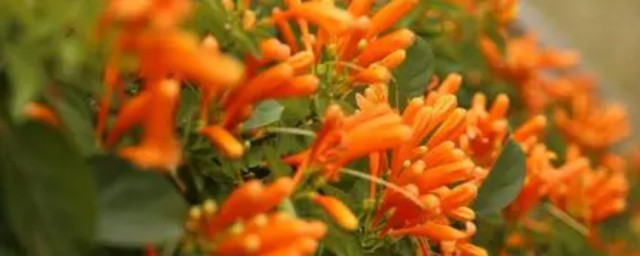 炮仗花的花期是什么时候 炮仗花什么时候开