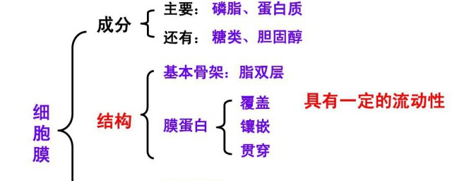 细胞膜的结构特点及功能特性是什么 细胞膜的结构特点与功能特点分别是什么