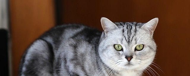 美国虎斑猫和美短毛有什么区别 美国虎斑猫和美短毛的区别介绍