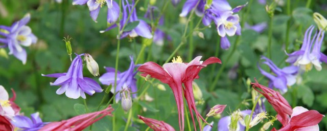 耧斗菜什么时候播种 耧斗菜播种时间简介