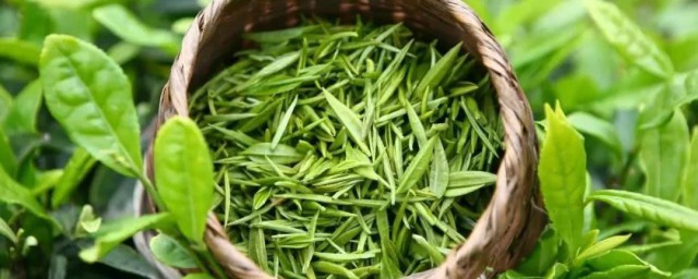 不知春是什么茶 不知春介绍