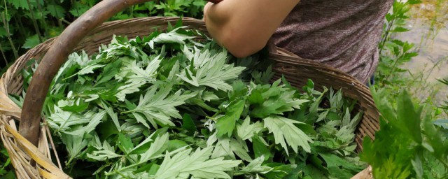 艾草如何制作成艾香 艾草如何制作成艾香的方法