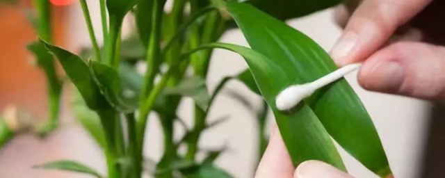 白醋喷花叶的正确方法 白醋怎么喷花叶