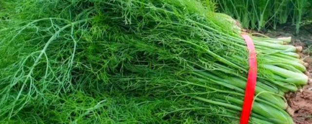 茴香苗什么时候种植 茴香苗的种植方法