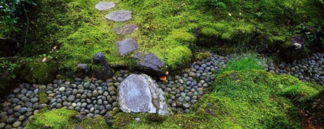 露天水泥地青苔小窍门 露天水泥地青苔小窍门怎样做