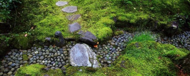 露天水泥地青苔小诀窍 露天水泥地青苔小秘诀怎么做