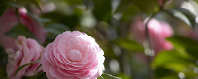 家里可以放假花吗 家里能不能摆放假花呢