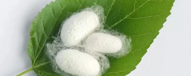 蚕卵的颜色有哪三种 蚕卵的颜色介绍