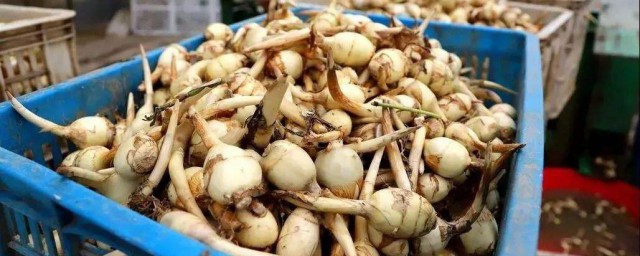 茨菇和什么不能一起吃 茨菇不能和什么一起吃