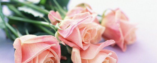 玫瑰花朵数的代表道理 玫瑰花朵数代表什么道理