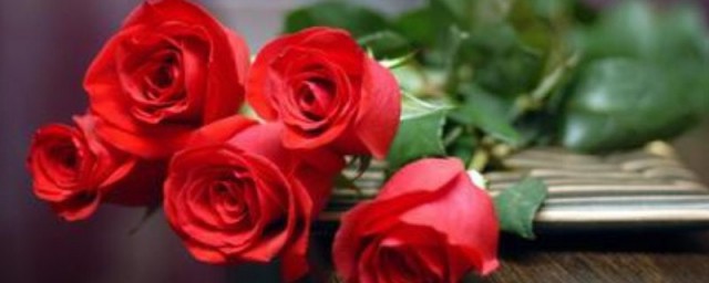鲜花养护小知识 鲜花养护小知识是什么
