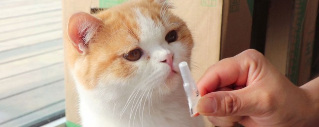 猫咪体外驱虫的正确方法 关于猫咪体外驱虫的正确方法