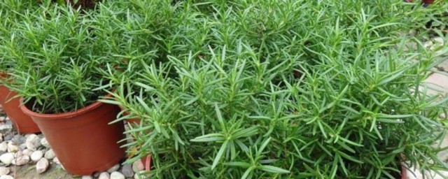 驱蚊植物排行榜 驱蚊植物有哪些
