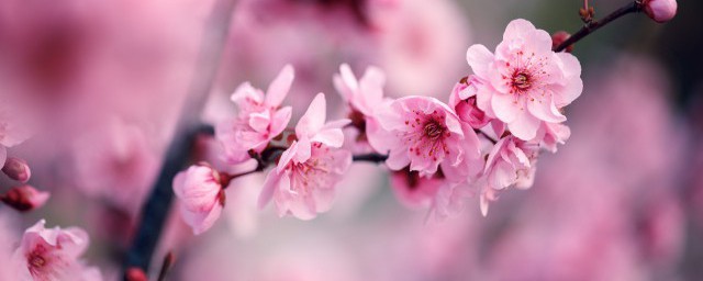 赞美梅花最经典的古诗 赞美梅花最经典的诗句有哪些