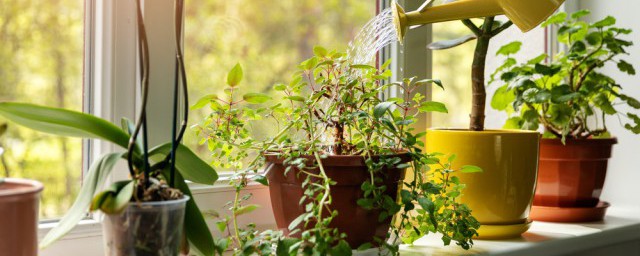 种什么植物驱蚊 家里种些什么植物能驱蚊虫