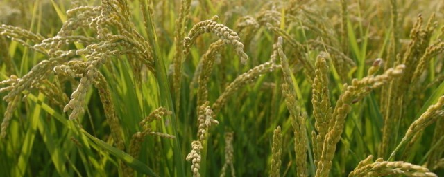 水稻什么时候传入中国 水稻传入中国的时间