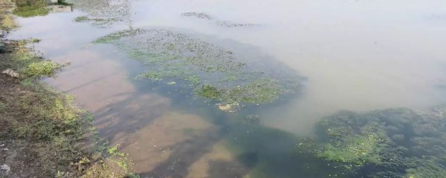 龙虾池水发黑怎么处理 龙虾池水发黑怎么办