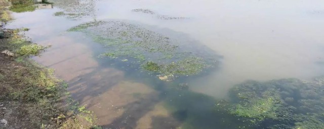 龙虾池水发黑怎样处理 龙虾池水发黑怎样办