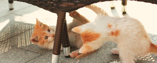 猫可以吃牛肉吗 猫可不可以吃牛肉