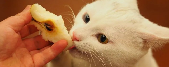 猫可以吃苹果么 猫介绍