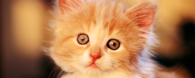 猫有哪些品种 猫的简单分类